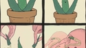La vie d'un aloe vera