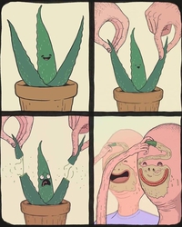 La vie d'un aloe vera