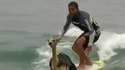 Surfer avec un alpaga