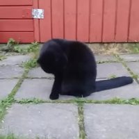 Une réaction normale