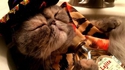 Une petite sieste 