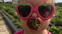 Des fraises