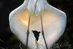 Maman veille