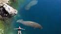 Nager avec Dugong