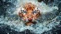 L'attaque d'un tigre