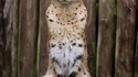Un serval