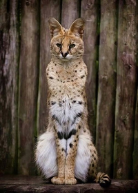 Un serval