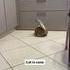 Collerette de chat 