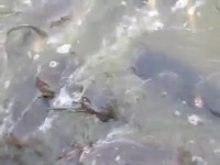 Nourrir des poissons-chat