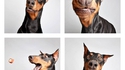 Un dobermann
