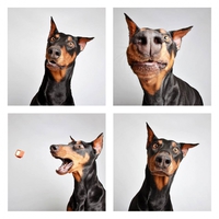 Un dobermann