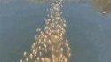Canard pilote