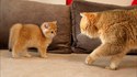 Un peu de tendresse
