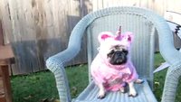 Licorne carlin