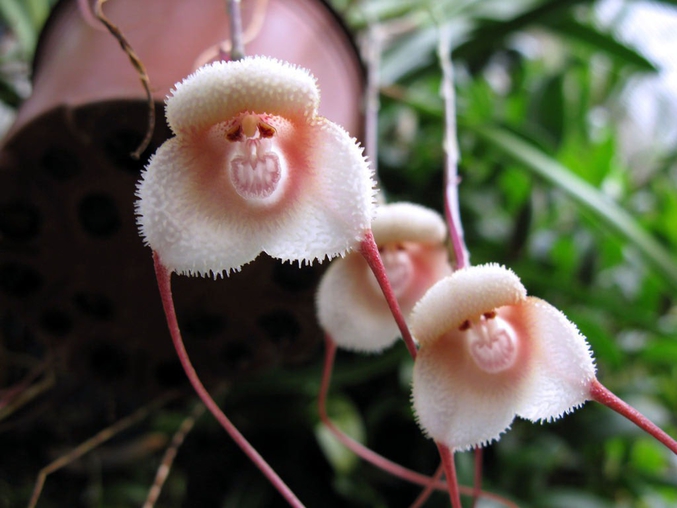 Dracula simia est une orchidée du genre Dracula, spécifique de la forêt vierge péruvienne. La fleur, rougeâtre et en forme de tête de singe (d'où le nom), est visible toute l'année. L'inflorescence se compose de plusieurs fleurs qui s'ouvrent simultanément.