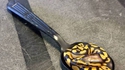 Une petite cuillerée de python ?