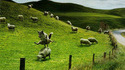 Saute-mouton