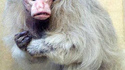 Singe à tête brulée