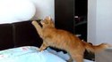 Chat vs ballon