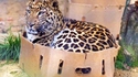 Un gros chat