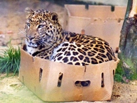 Un gros chat