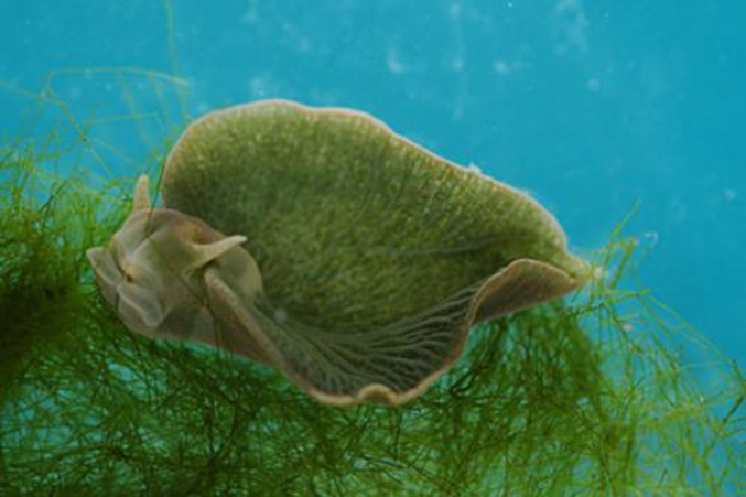 une limace pourvue de chlorophylle (Elysia chlorotica)
plus d'info : http://www.futura-sciences.com/magazines/nature/infos/actu/d/zoologie-limace-mer-fabrique-chlorophylle-22216/