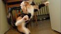 Karatekat