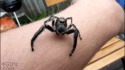 Chers arachnophobes,
