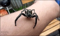 Chers arachnophobes,
