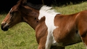 Poneyception...