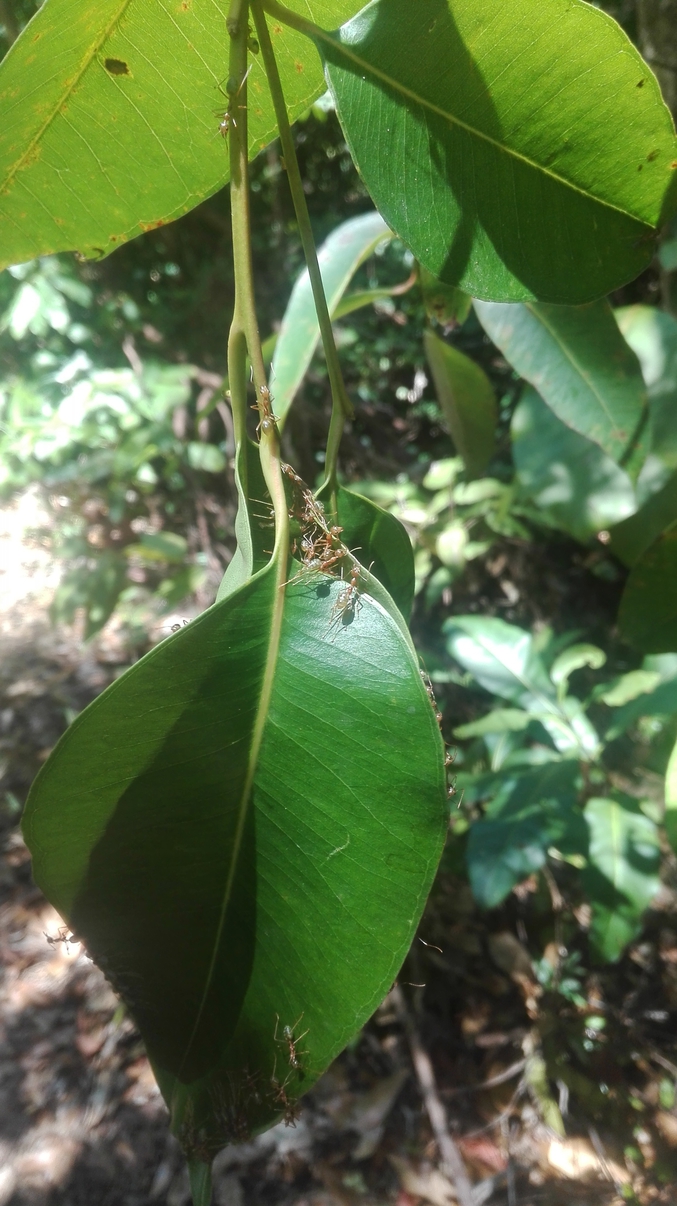 Des fourmis qui construisent leur nid dans des feuilles.
Perso, je trouve que c'est un truc de fou et d'une ingéniosité incroyable.

Voilà, beaucoup d'entre vous connaissent déjà sans doute ces fourmis, mais moi j'ai appris quelque chose aujourd'hui. ;)