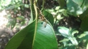 Fourmis tisserandes