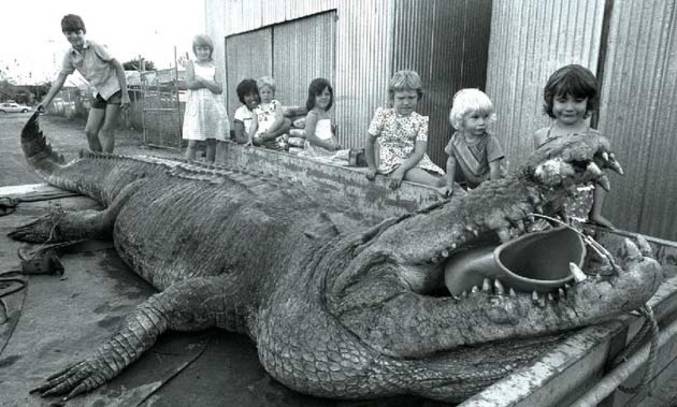 Crocodile de 5 m de long responsable d'une série d'attaques en Australie entre 1974 et 1979.
