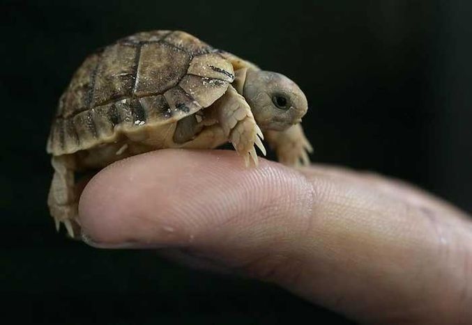 Une tortue minuscule qui tient sur un doigt.