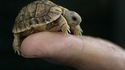 Micro tortue