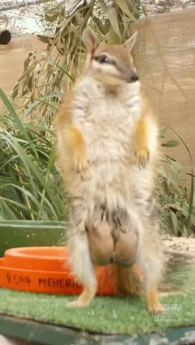 Sortir les gosses: VFQ vs VFF