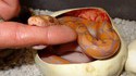 La naissance d'un serpent