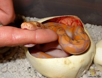 La naissance d'un serpent