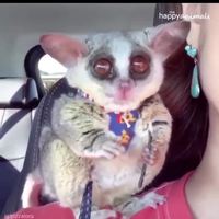 Drôle d'animal de compagnie