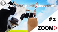 Zoom - Le lait chocolaté vient des vaches marron