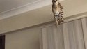 Chat sautant en slow motion