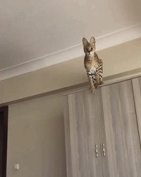 Chat sautant en slow motion