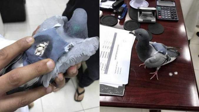 http://www.khaleejtimes.com/region/kuwait/photos-pigeon-caught-smuggling-drugs