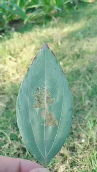 Une feuille ancienne