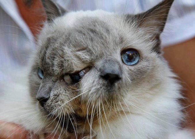 Il s'appelle Frank et Louise, il a deux têtes et il est connu pour être le chat qui a vécu le plus longtemps dans ces conditions, si bien qu'il est entré dans le Guinness World Records. Sa tête particulière vient d'une maladie, le Diprosopus, liée à une protéine (appelée 'sonic hedgehog homolog') qui donne deux têtes. Autrement dit, il n'y a qu'un chat et ce n'est pas un siamois!