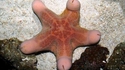 Étoile de mer