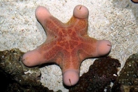 Étoile de mer