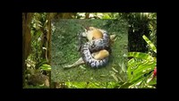 Big snake strangling a defenseless dog