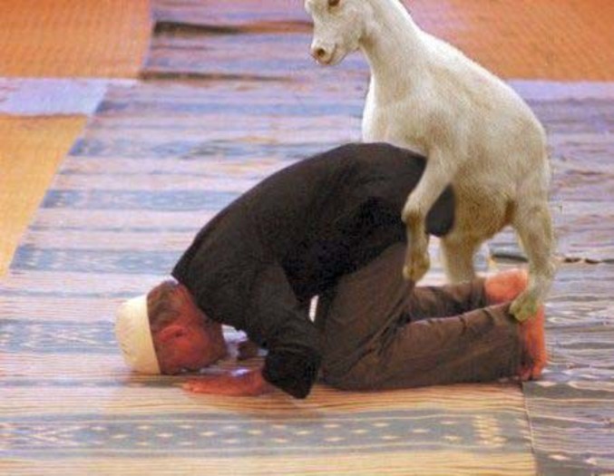 Une chèvre qui a décidé de se mêler à la prière