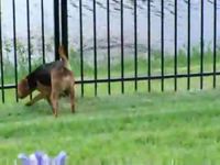 Un chien et une loutre